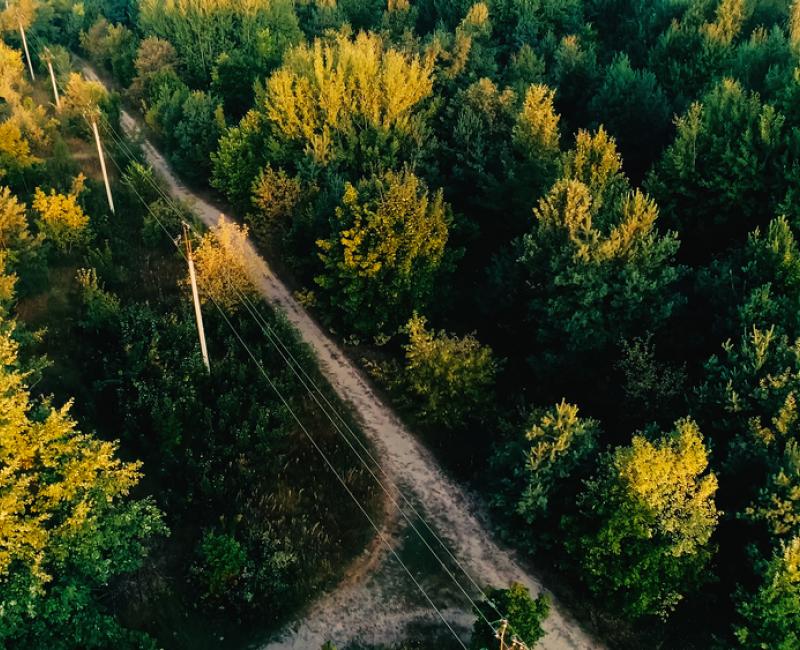 Electric pillars in a forest