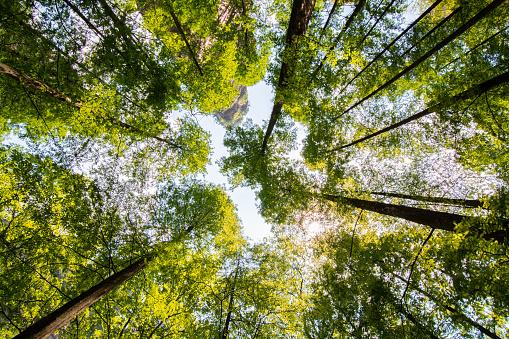 Trees
